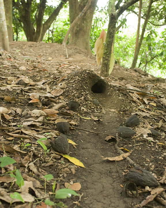 AntHole_2339.jpg - The trail shown in the previous photo led to the main entrance to the ants' home. As you can see by the old cacoa pods on the ground, the opening is about the sze of a softball.