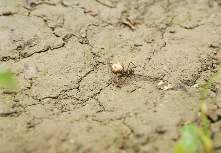 Ant_2353.jpg - A leaf cutter ant carrying a large seed on his way to the nest shown previously. Note his huge jaws.