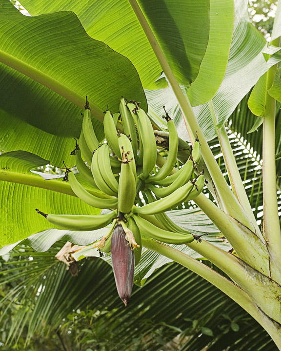 Bananas_2354.jpg - A banana tree on Eladio's farm.