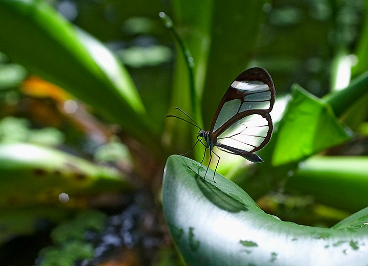 BelizeGlasswing_2015.jpg - Glasswing butterfly seen at a butterfly ranch.