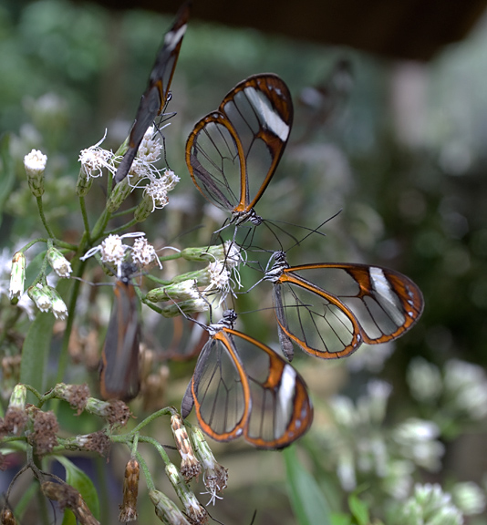 BelizeGlasswings_2000.jpg - A group of six glasswings.   ...er ... make that 7.