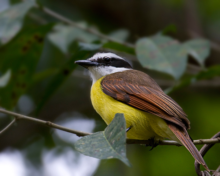 BelizeSocialFlycatcher_8370.jpg - A Great Kiskadee showed up at Lubaantun.