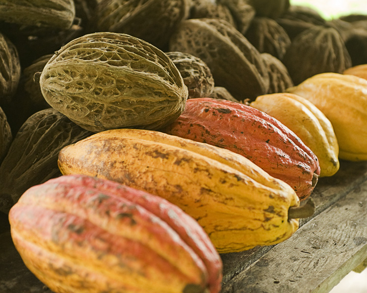 CacaoPods_2356.jpg - Cacao pods drying in one of Eladio's sheds