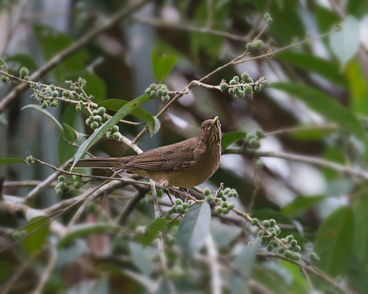 ClayColoredThrush_8356.jpg - Clay-colored thrush at Lubaantun.