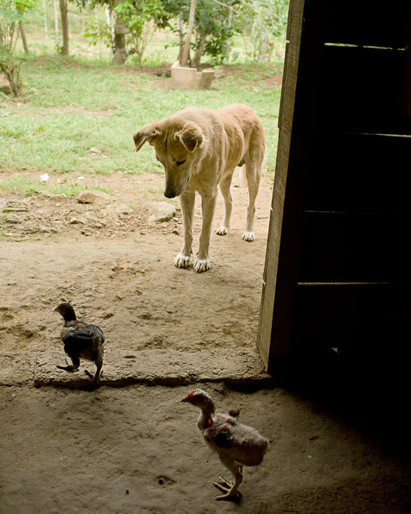 DogChicks_2440.jpg - Mayan families invited us to have lunch with them . This picture was taken looking out of a house as the well-behaved dog was intrigued with the baby chickens passing through.