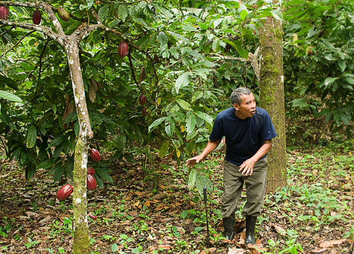 Eladio_2280.jpg - Eladio was very antimated and kept us entertained with his stories and educated with information about the proper way to care for the forest and his cacao crop.