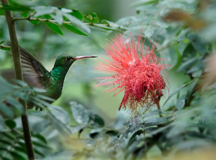 Humingbird_2059.jpg - Rufous-tailed hummingbird feeds on red powder-puff blossom at the butterfly farm.