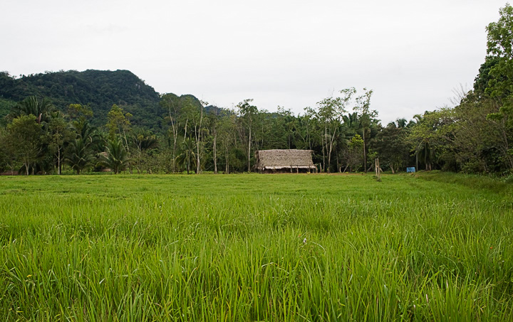 LagunaField_2465.jpg - Looking across a field at the village of Laguna. This poor area is being developed as an eco-tourism destination. There is a large wetlands here that contains many species of birds. A project constructing an elevated boardwalk through the lagoon came to an unfortunate end when the people in charge of the development absconded with the money intended for completion and maintenance of the boardwalk.