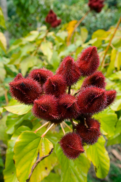 Pods_2487.jpg - These colorful pods are used in cooking chicken to provide flavor and color.