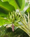 Bananas_2354