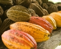 CacaoPods_2356