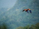 Macaws_2598