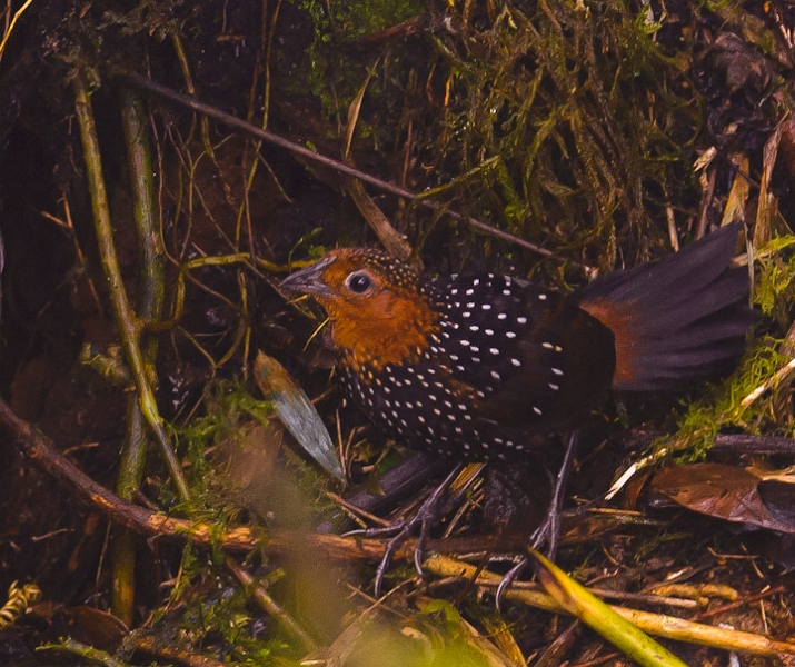 6564077959_e466d4de90_b.jpg - Ocellated Tapaculo  This bird is often heard calling, but seldom seen. Thanks to the efforts of Rodrigo Paz, we were able to get a shot as the bird investigated Rodrigo's calls!