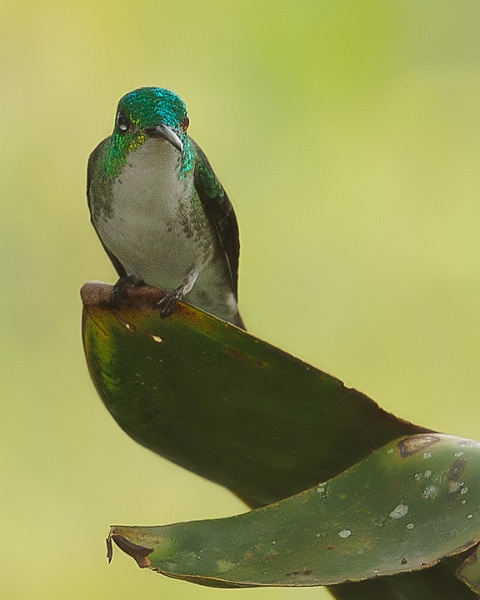 AndeanEmerald_1185.jpg - Andean Emerald