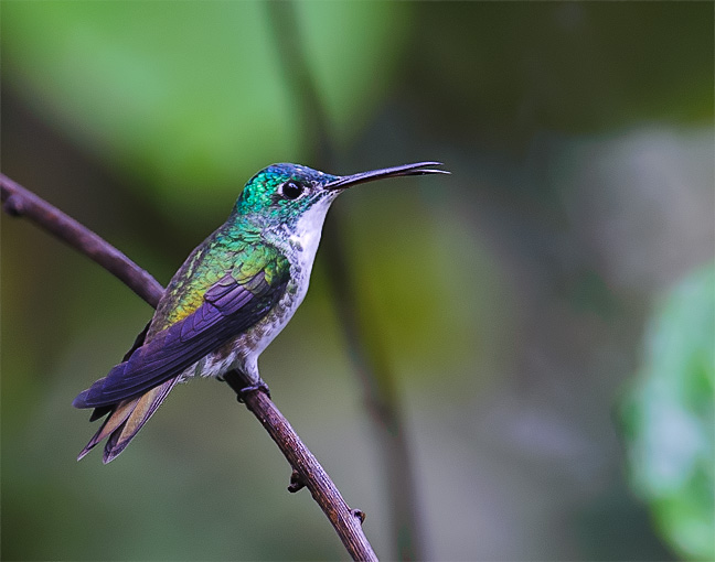 AndeanEmerald_1867.jpg - Andean Emerald