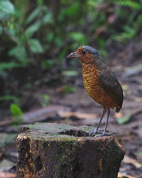 AntpittaGiant_2009.jpg - Giant Antpitta