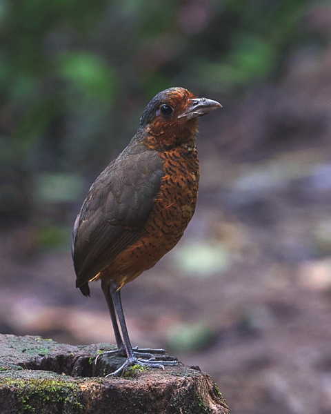 AntpittaGiant_2091.jpg - Giant Antpitta