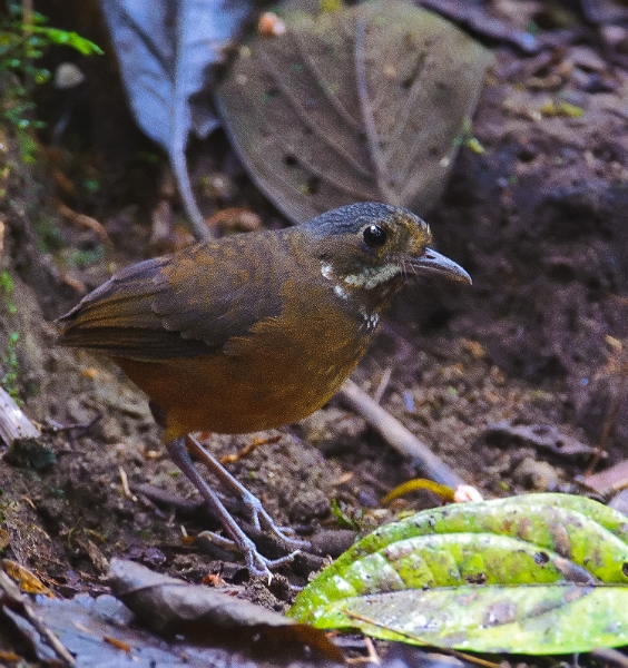 AntpittaWhiskered_2137.jpg - Moustached Antpitta