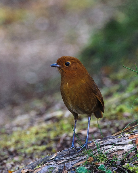 Antpitta_0431.jpg - Rufous Antpitta The Antpittas, mostly ground dwellers living on insects and grubs, are one of my favorite groups of birds.