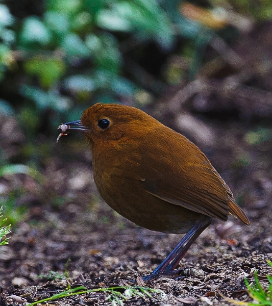 Antpitta_0456.jpg - Rufous Antpitta