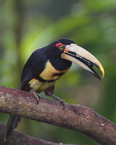 Araçari_1503.jpg - Collared Araçari, a toucan relative As I shot this picture I noticed that the bird would open and close his mouth rapidly, but made no sound. Later as I reviewed my pictures, I could see that he was moving some sort of grape-like fruit up from his crop to the tip of his foot-long bill where he would crush the fruit and then swallow it.