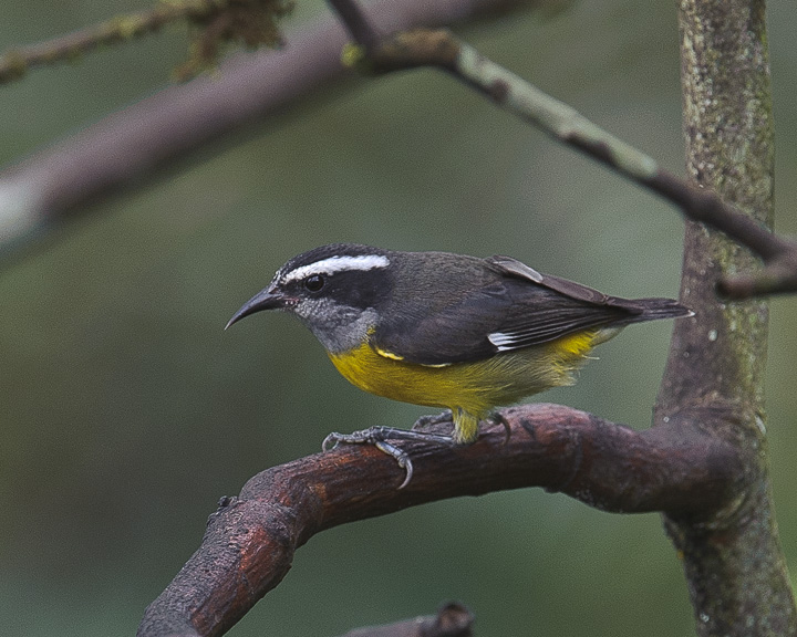 Bananaquit_1604.jpg - Bananquit