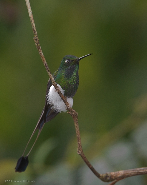 BootedRackettail-1231.jpg - Booted Rackettail