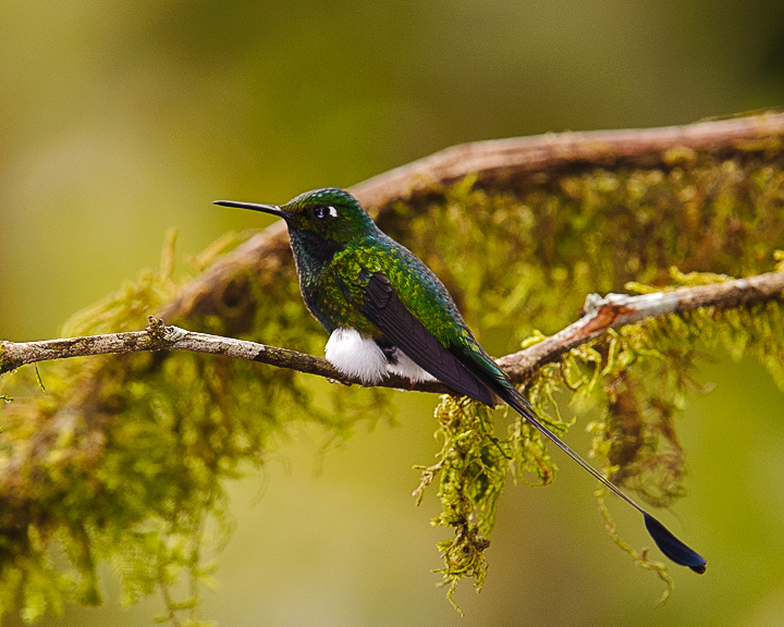 BootedRackettail_1642.jpg - Booted Rackettail