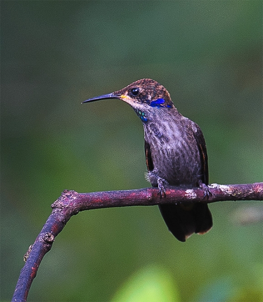 BrownVioletEar_1638.jpg - Brown Violet Ear