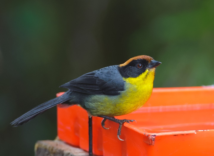 BrushFinch_0500.jpg - Yellow-breasted Brush Finch perched on the edge of a feeder in the forest. The rangers in the reserve maintain various hummingbird and other feeders along the trail.