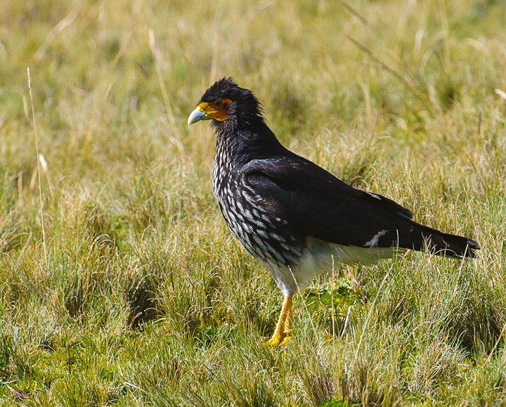 Caracara_2977.jpg - Carunculated Caracara