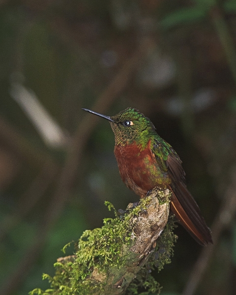 ChestnutBreasted_2659.jpg - Chestnut-breasted Hummingbird