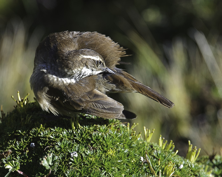 Cinclodes_2774.jpg - Stout-billed Cinclodes grooming itself in the Paramo