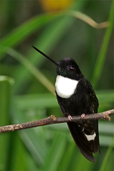 CollaredInca_2667.jpg - Collared Inca Hummingbird