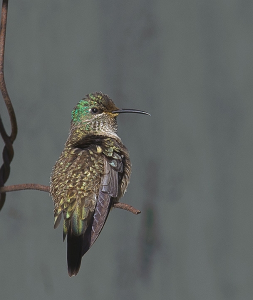 EcuadorianHillstar_2859.jpg - Ecuadorian Hillstar, Female