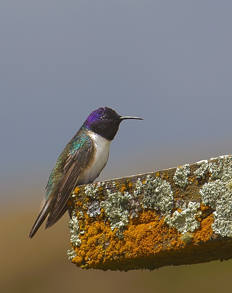 EcuadorianHillstar_3206.jpg - Ecuadorian Hillstar, Male This is the highest dwelling hummingbird in the world. We photgraphed them at over 13,000 feet..