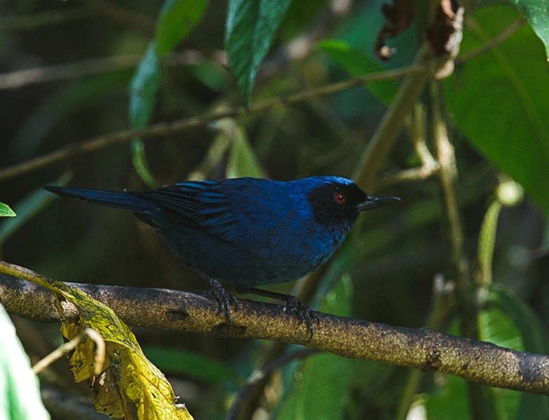 Flowerpiercer_0400.jpg - Masked Flowerpiercer  This bird is one of the "nectar robbers", birds who steal the nectar from the hummingbirds by piercing the base of the flower to reach the nectar.