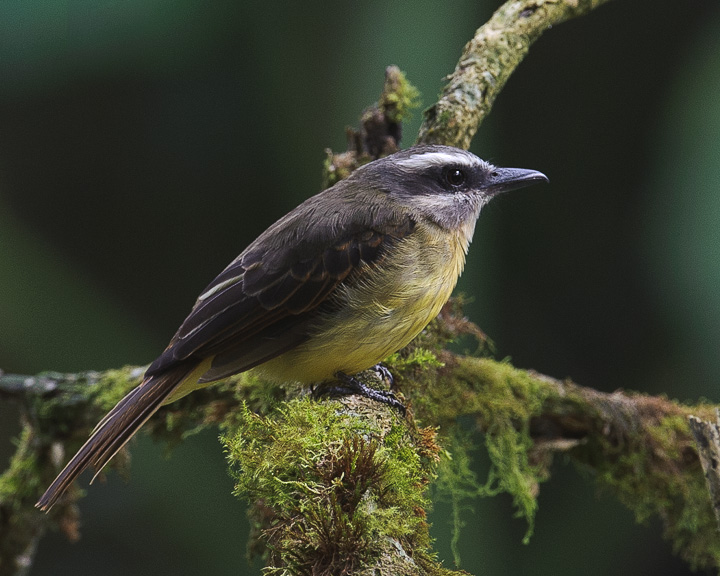 FlycatcherGoldenCrowned_1357.jpg - Golden-crowned Flycatcher