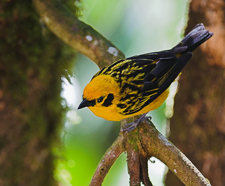 GoldenTanager_0860.jpg - Golden Tanager