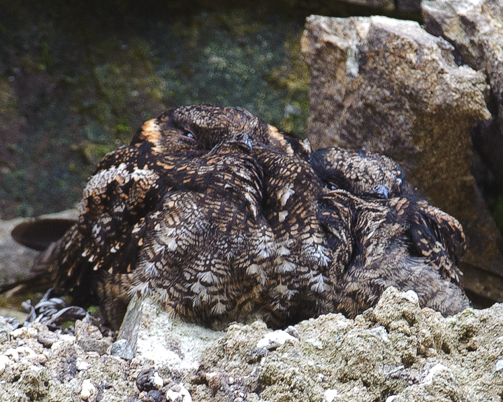 Nightjars_1122.jpg - Lyre-tailed Nightjar, mother and chick  These birds, relatives of the whip-poor-wills were sleeping on a ledge in a rock quarry. The females and young roost on the ground, but the adult male must roost in trees, because this bird with a body of about 6 to 8 inches carries a tail of about 2 feet in length.