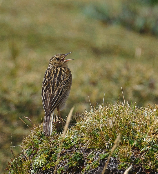 ParamoPipit_3126.jpg - Paramo Pipit singing his little lungs out at 13,000 feet