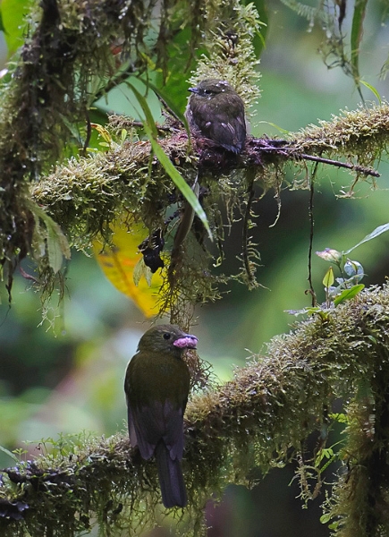 Piha_2058.jpg - Olivaceous Piha  This silent forest bird was bringing food to its baby who is rapidly outgrowing the nest it is sitting in (on?)