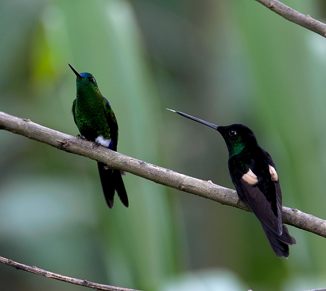 PuffAndBuff_0563.jpg - Puff Rebuffs Buff A Sapphire-vented Puffleg ignores the rude gesture of a Buff-winged Starfrontlet.