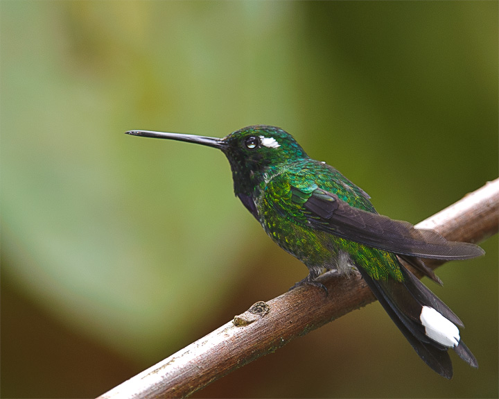 PurpleBibbedWhitetip_1432.jpg - Purple-bibbed Whitetip