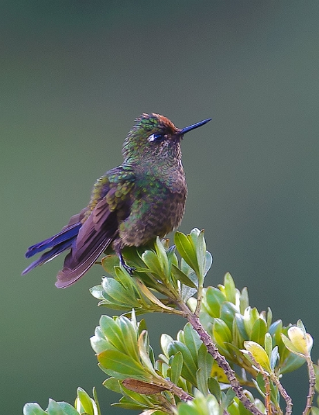 RainbowBearded_0184.jpg - Rainbow-Bearded Thornbill   This was the first hummingbird we encountered. We were at about 11,000 feet in the Yanacocha Hummingbird Reserve.