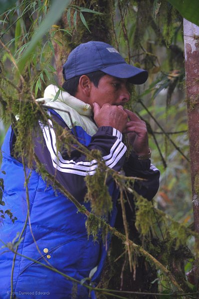 RodrigoPaz-2203.jpg - Rodrigo Paz and his brother decided to stop expanding their fruit farm into the forest and develop a business in eco-tourism, by preserving habitat for rare species, such as the spectacular Cock of the Rock, which was on the lek deep in the forest. We had to hike down steep muddy trails, before dawn, holding to a rope to reach the viewing place. We only caught brief glimpses of this bird as it wa uncooperative, but we were rewarded by seeing Rodrigo call up other interesting birds from the cloudforest. Here he is calling an ocellated tapaculo.