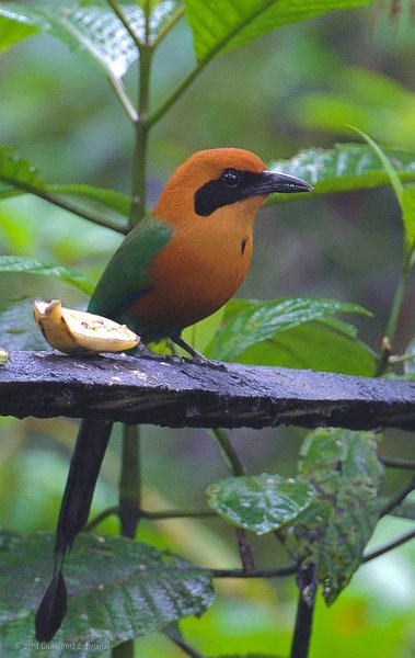 RufousMotmot-1809.jpg - Rufous Motmot  A large, crow-sized, fruit-eater. Notice his long decorative tail.