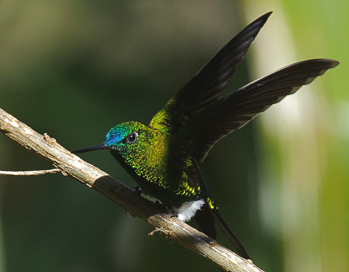 SapphireVented_0371.jpg - Sapphire-vented Puffleg