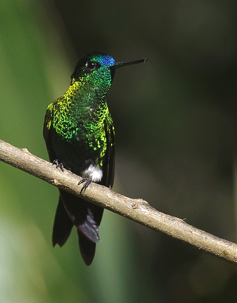 SapphireVented_0393.jpg - Sapphire-vented Puffleg