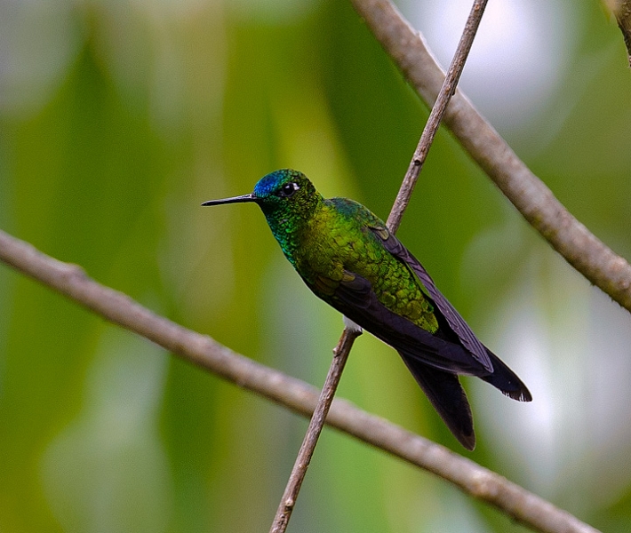 SapphireVented_0572.jpg - Sapphire-vented Puffleg